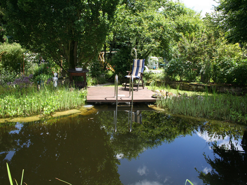 Teich im Sommer