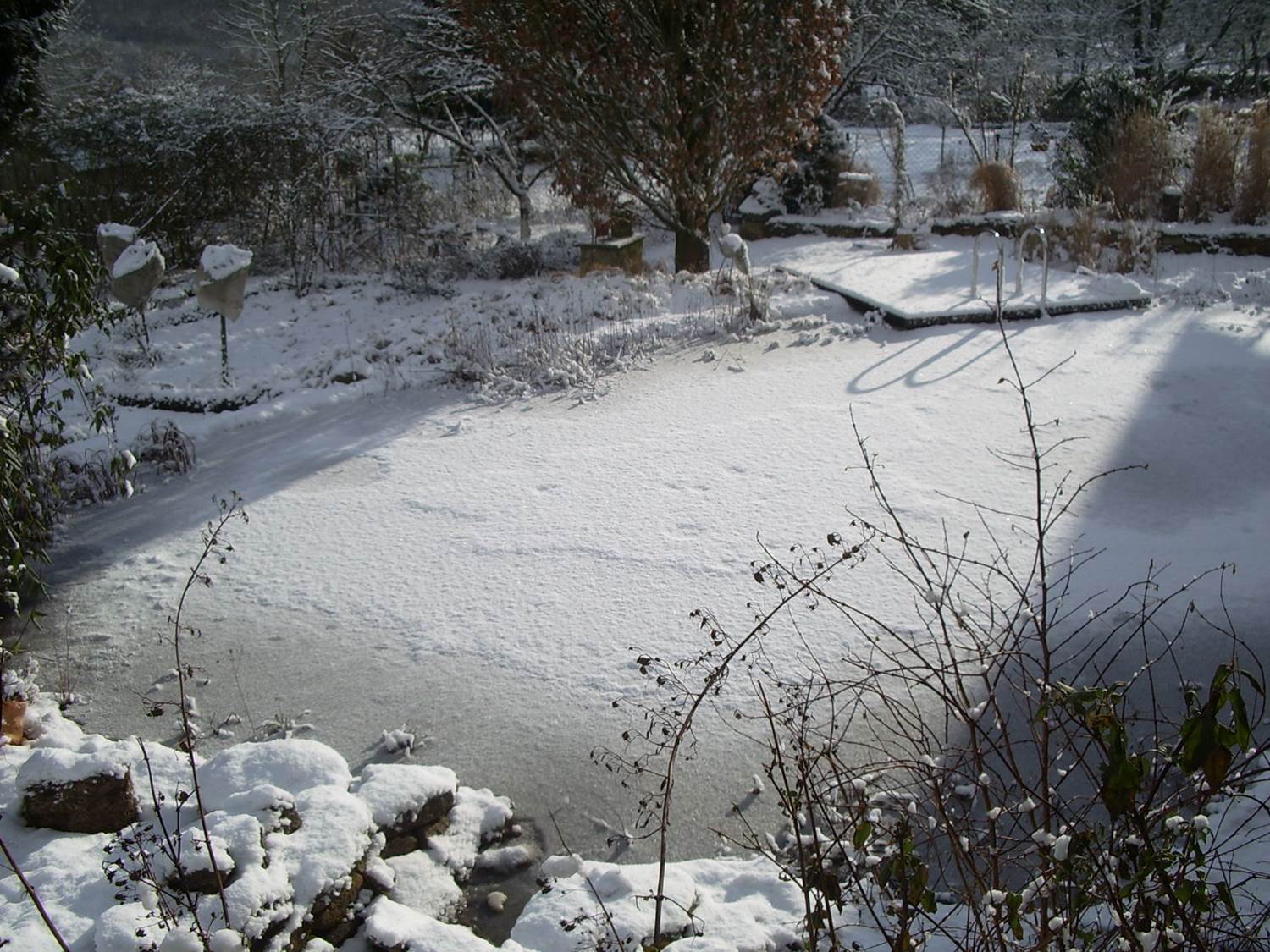 Teich im Winter